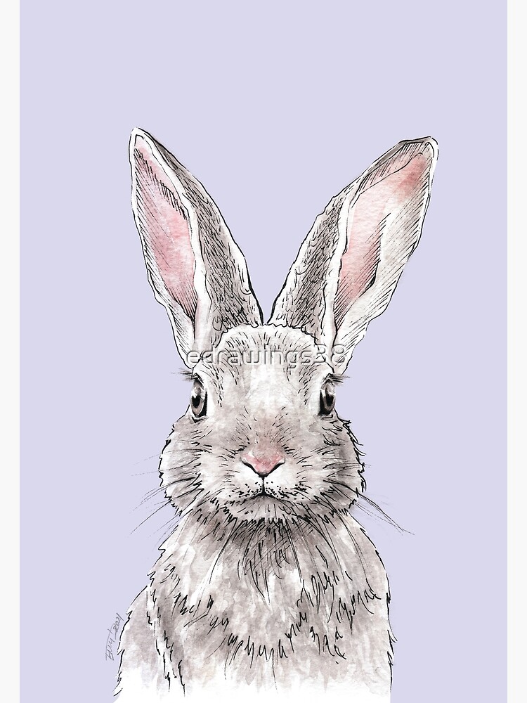 Rabbit Bunny Hare Cute Realistic Drawing Wildlife Animal - Bunny