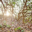 Chaos and Light by PeaceInArt