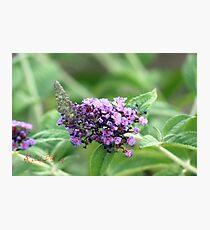 Butterfly-Bush (Buddleja davidii) Photographic Print