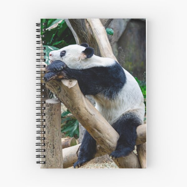 Item preview, Very bored and sleepy giant panda bear in a zoo designed and sold by Artsy Boulevard.
