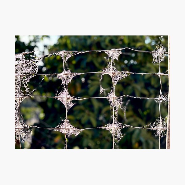Waterdrops and Spiderwebs Photographic Print