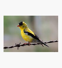 look at me Photographic Print