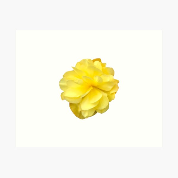 Item preview, Yellow Double Begonia Bloom on White designed and sold by InalterataArt.