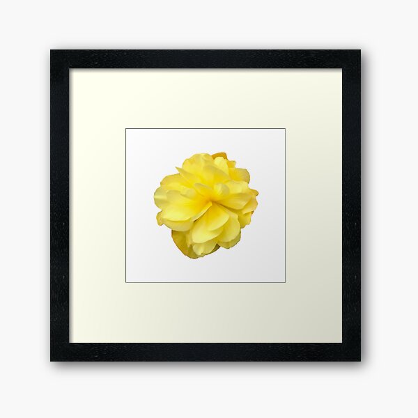 Item preview, Yellow Double Begonia Bloom on White designed and sold by InalterataArt.