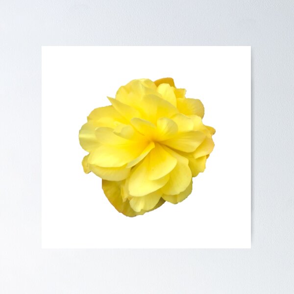 Item preview, Yellow Double Begonia Bloom on White designed and sold by InalterataArt.
