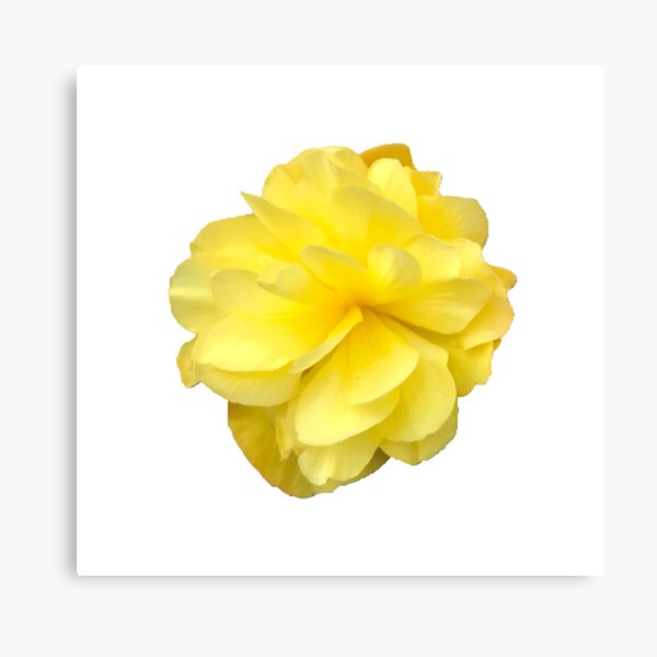 Item preview, Yellow Double Begonia Bloom on White designed and sold by InalterataArt.