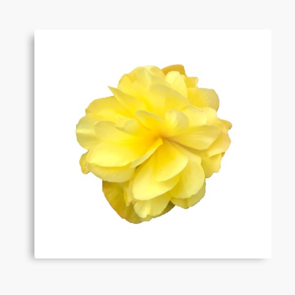 Item preview, Yellow Double Begonia Bloom on White designed and sold by InalterataArt.