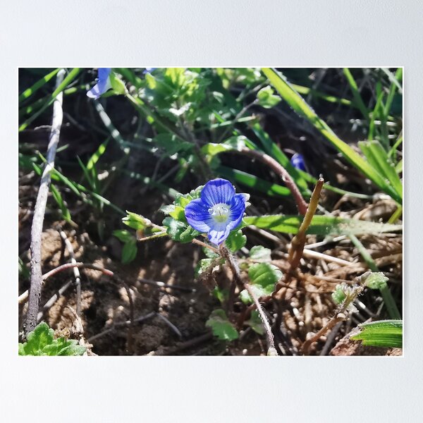 Item preview, Little Blue Flower designed and sold by neilirving.