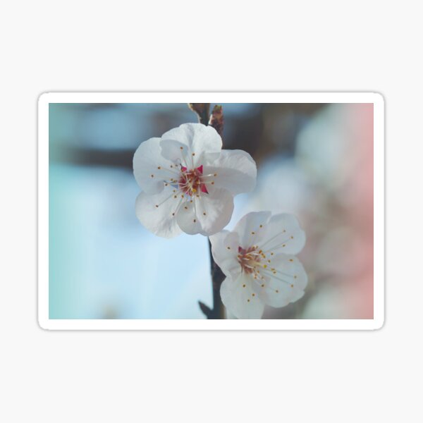 Amazing Nature collection: lovely apricot flowers Sticker