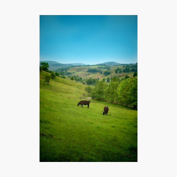 Item preview, Cows in the Field designed and sold by Eileen McVey.