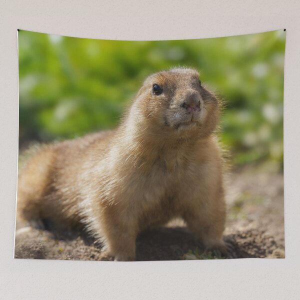 Item preview, Black tailed-prairie dog designed and sold by rawshutterbug.