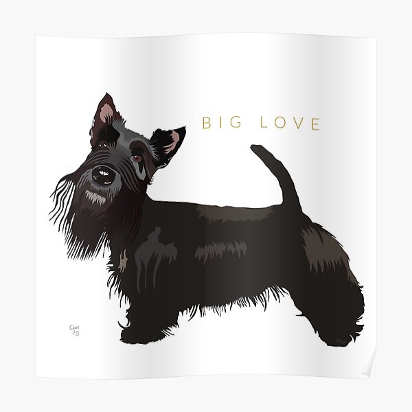 Scottish Terrier Poster