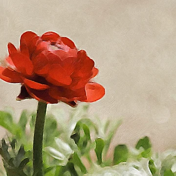 Artwork thumbnail, Glorious Red Ranunculus by JinjerS
