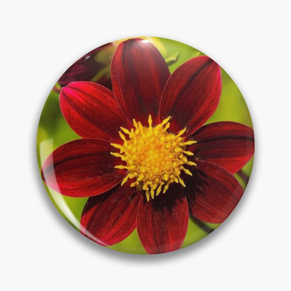 Item preview, Bishop Of Auckland Dahlia designed and sold by jojobob.