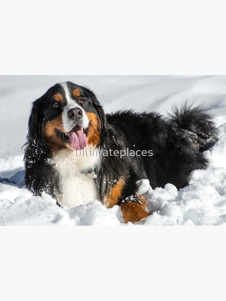 Happy Bernese Mountain Dog in Winter Snow