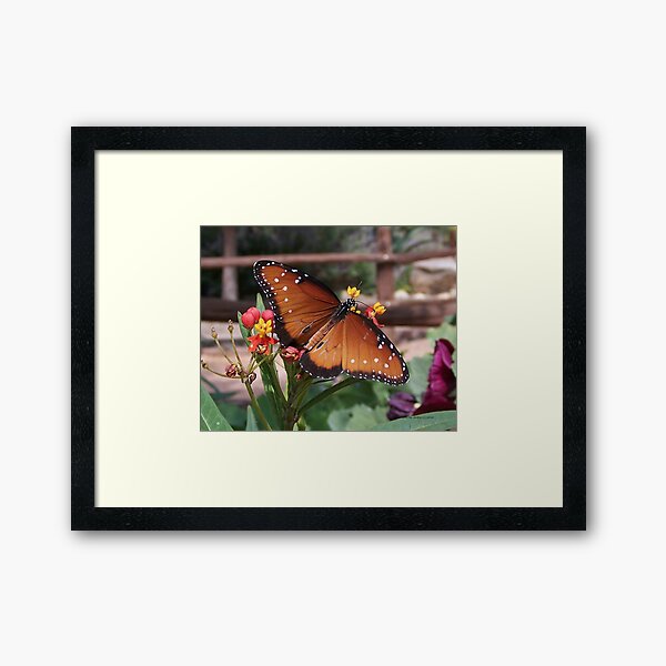 Framed Print