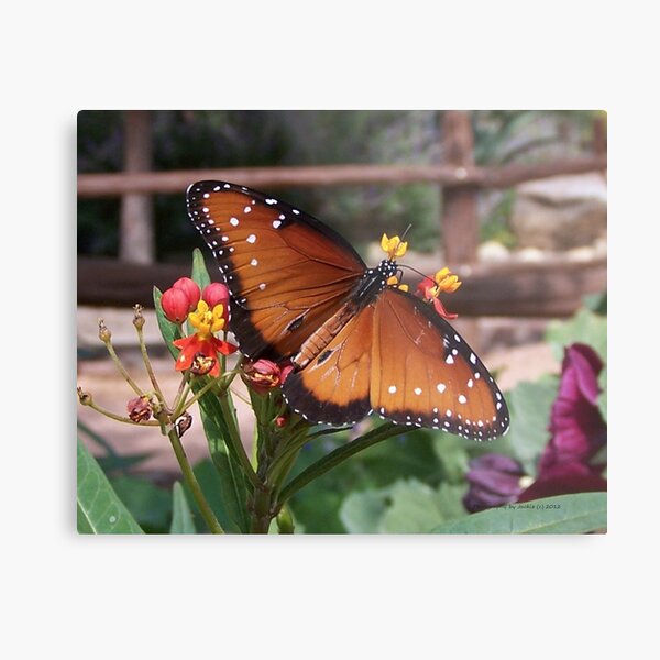 Metal Print