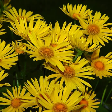 Artwork thumbnail, Golden aster by RandyHume