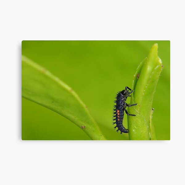Ladybird larva Canvas Print
