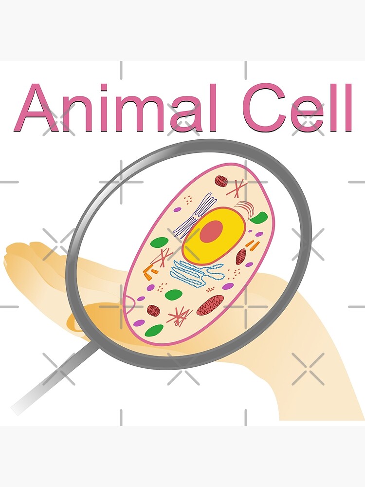 A vector illustration of an animal cell with labels on white background. A vector illustration of an animal cell with labels on white background.