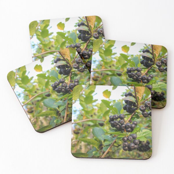 Item preview, Growing chokeberry designed and sold by Mahirov Shop.