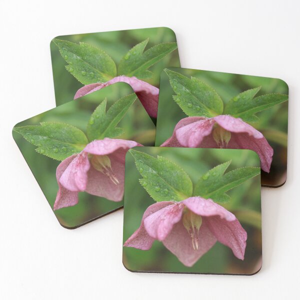 Item preview, Lenten Rose designed and sold by StampCity.
