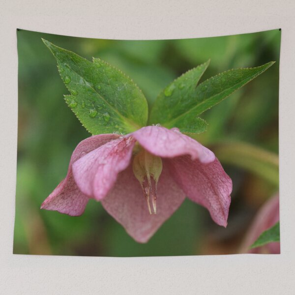 Item preview, Lenten Rose designed and sold by StampCity.