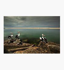 Australian pelicans sunbathing Photographic Print