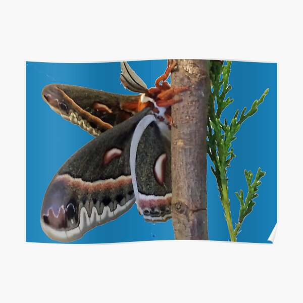 "Cecropia Moth #3" Poster