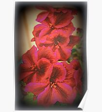 Martha Washington Geranium Poster