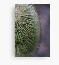 Native Study Canvas Print