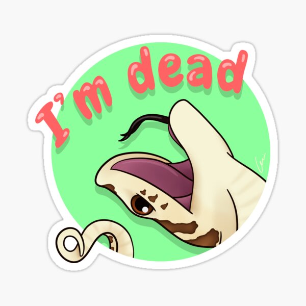 Westliche Hognose Schlange Geschenke Merchandise Redbubble