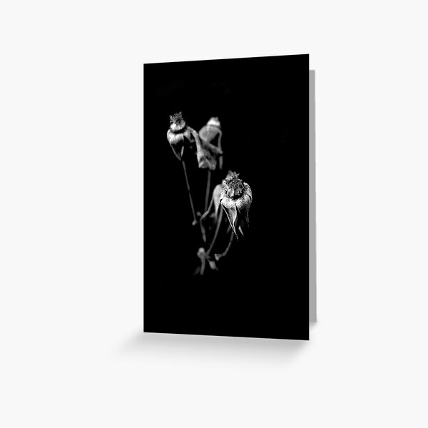 Roses in focus Greeting Card