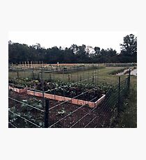 Community Gardens Photographic Print