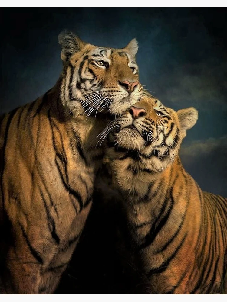 Love♡Tiger Tiger Love Photo No. 1 - Black and White Animal Nature