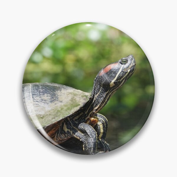 Item preview, Red-eared slider (Trachemys scripta elegans) designed and sold by SDym Photography.