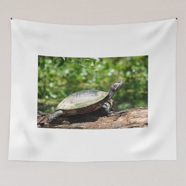 Item preview, Red-eared slider (Trachemys scripta elegans) designed and sold by SDym Photography.