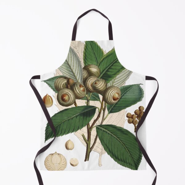 Item preview, Quercus Lamellosa Himalyan Plant designed and sold by SkyeAndOxford.