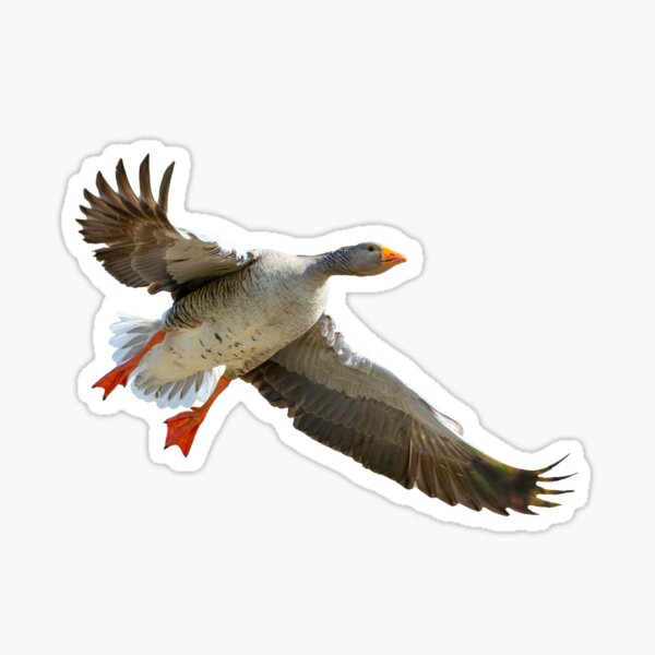 Item preview, Incoming Greylag goose designed and sold by OwlOccasions.