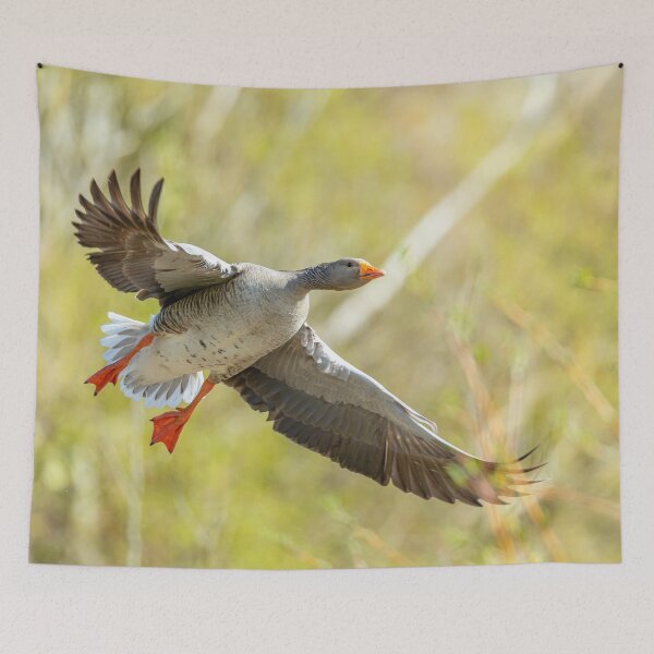 Item preview, Incoming Greylag goose designed and sold by Dalyndigital Photography.