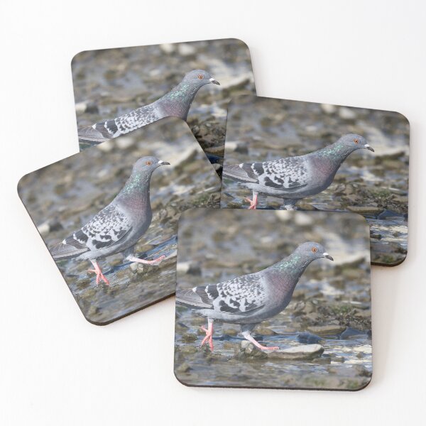 Item preview, Pigeon strut designed and sold by GreyFeatherPhot.