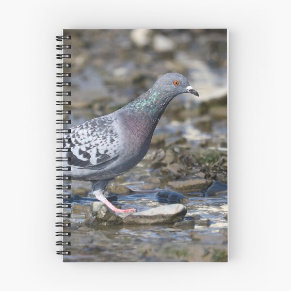 Item preview, Pigeon strut designed and sold by GreyFeatherPhot.