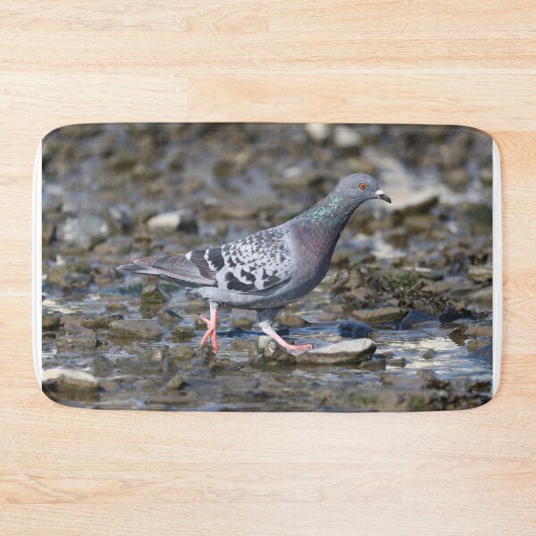 Item preview, Pigeon strut designed and sold by GreyFeatherPhot.