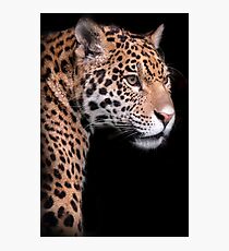 Jaguar Fotodruck