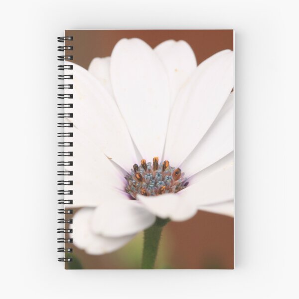 Item preview, Osteospermum designed and sold by Karen-Warren.