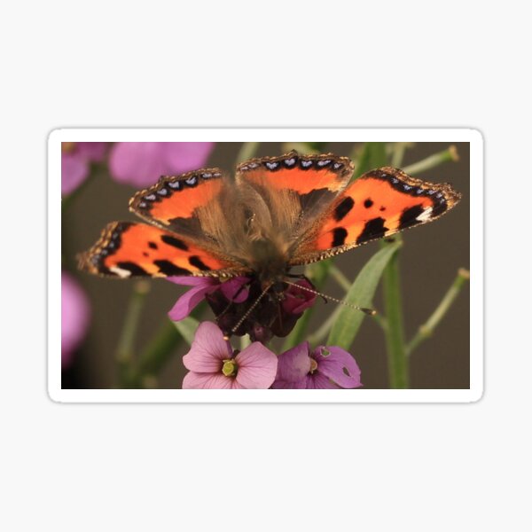 Butterfly Sticker