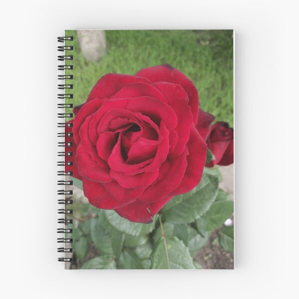 Item preview, red rose in the summer garden designed and sold by Olga Kydryavskaya.