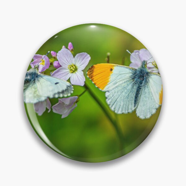 Item preview, Mr and Mrs Orange tip butterfly designed and sold by Dalyndigital Photography.