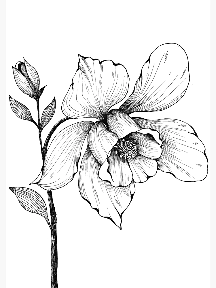 Black Floral Paper Ink Pencil Drawing Stock Illustration 2058480713