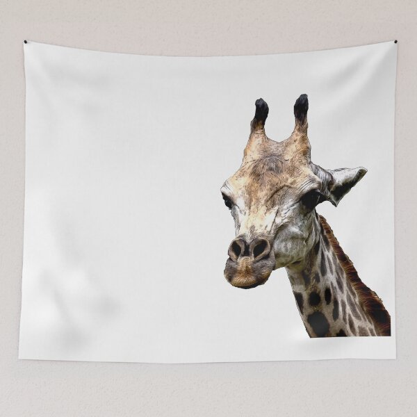 Item preview, A closeup photo of a Giraffa camelopardalis Giraffe's head in a zoo somewhere in Asia. Colorful wildlife photo designed and sold by Artsy Boulevard.